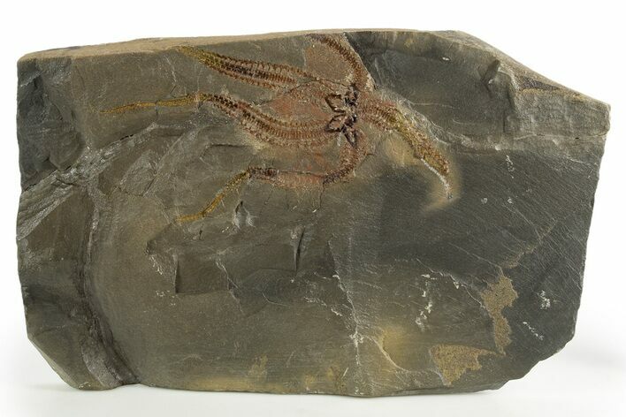 Detailed Ordovician Brittle Star (Ophiura) - Morocco #322500